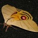 Moth_II
