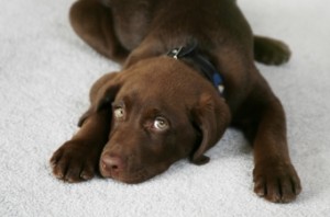 dog_carpet