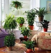 House plants