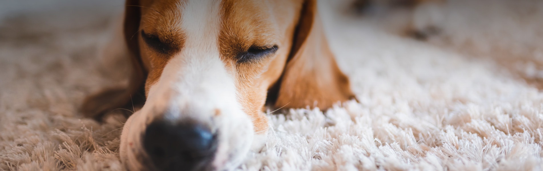 Greenway Carpet, Rug, Upholstery & Mattress Cleaning